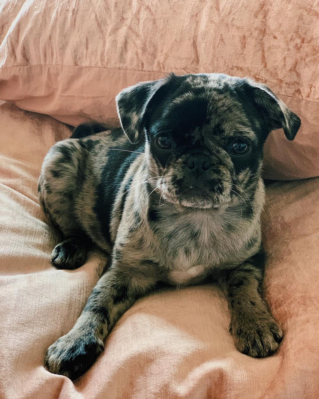 Petunia Pug puppy